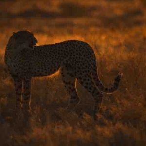 National Geographic Wild : la série documentaire «Le Royaume Sauvage» revient pour une 4ème saison inédite dès le 4 mai